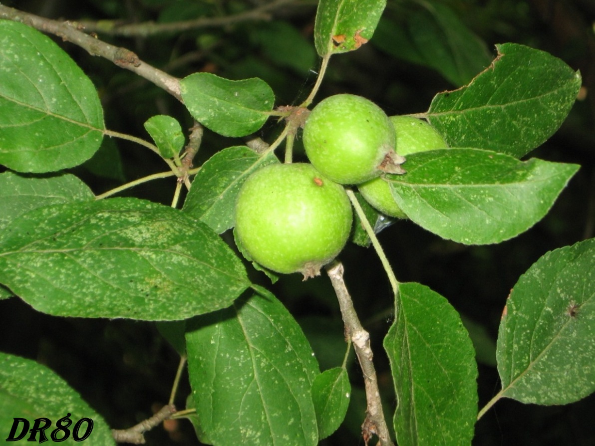 Albero da determinare!!!  Malus sp.